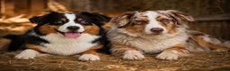 Australian Shepherd honden te koop: Aussies pups zoeken een gouden mandje  - Advertentie 3
