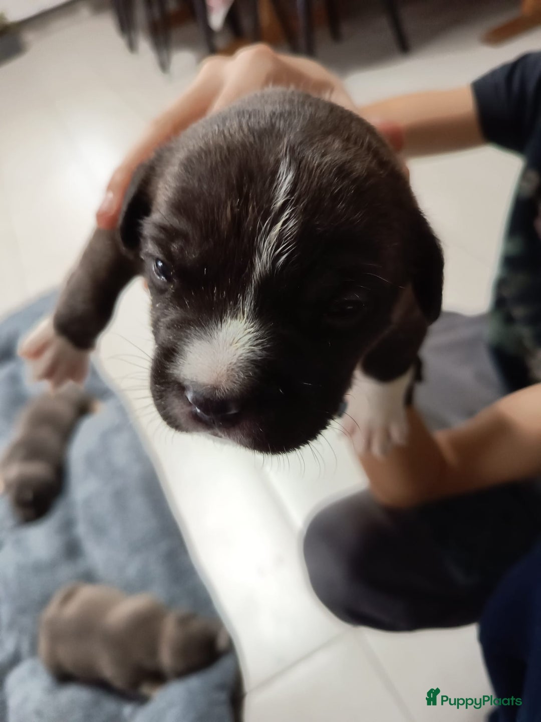 Amerikaanse Bully honden te koop: Amerikaanse Bully-puppy's  - Advertentie 2