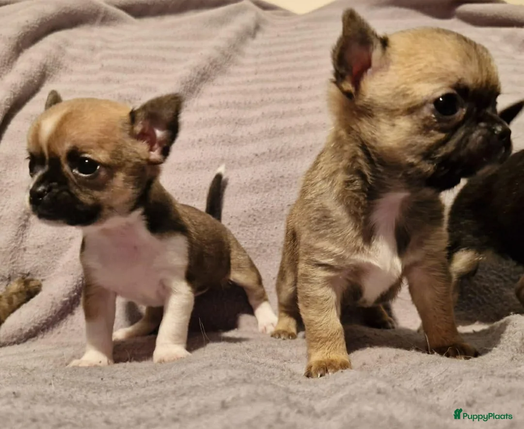 Chihuahua honden te koop: Knap wildkleur chihuahua teefje - Advertentie 23