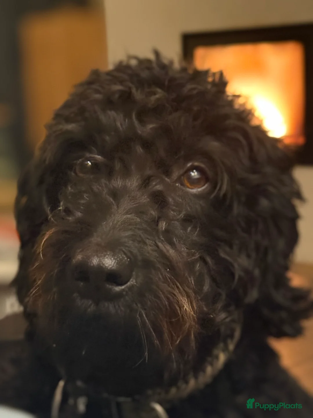 Kruising honden te koop: (Australian)Labradoodle pups op komst - Advertentie 2