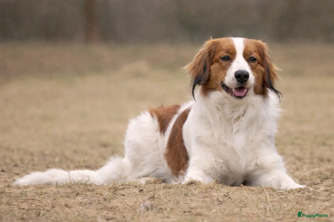 Kruising honden te koop: Knappe Springer Kooikers - Advertentie 8