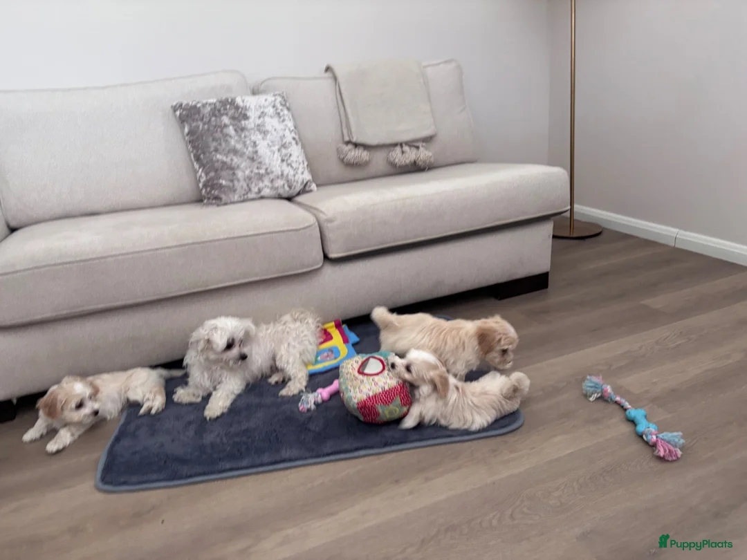 Maltipoo honden te koop: Maltipoo pups - Advertentie 5