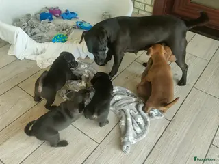 Jack Russel Terriër honden stoere patterdale pups beide ouders aanwezig ! - Advertentie 2