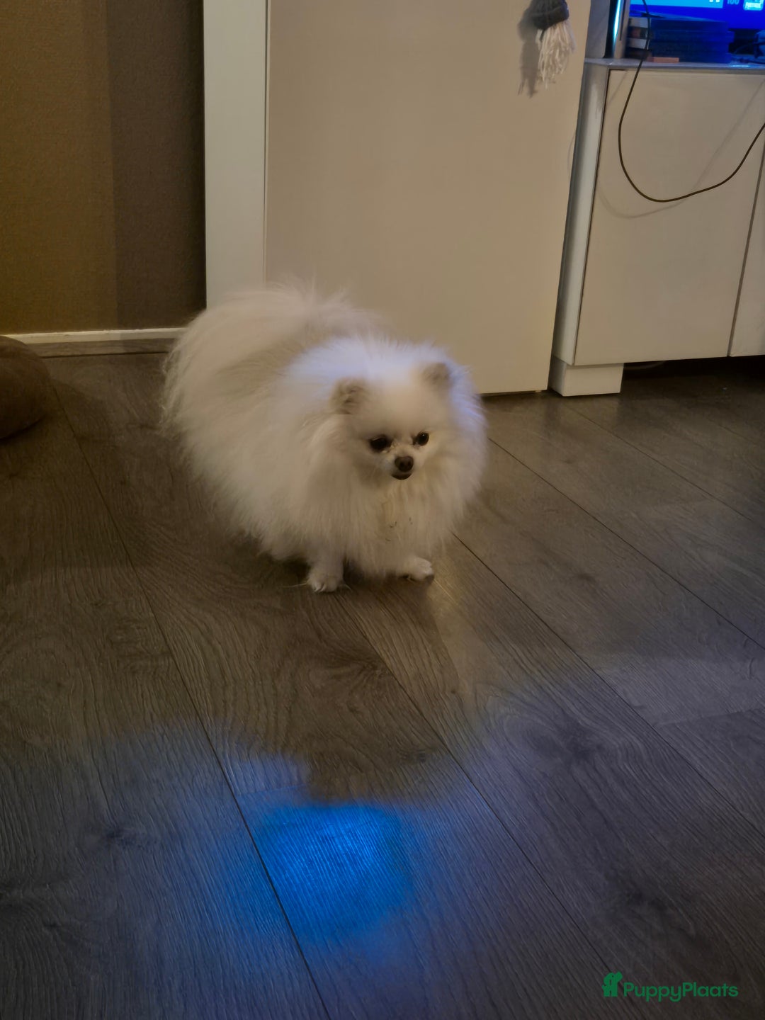 Pomeriaan honden te koop: Lieve mooie pomeriaan crème/wit - Advertentie 2