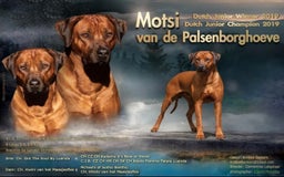 Rhodesian Ridgeback honden te koop: Rhodesian Ridgeback pups+stamboom 2reutjes 8weken  in Wierden - Afbeelding 38