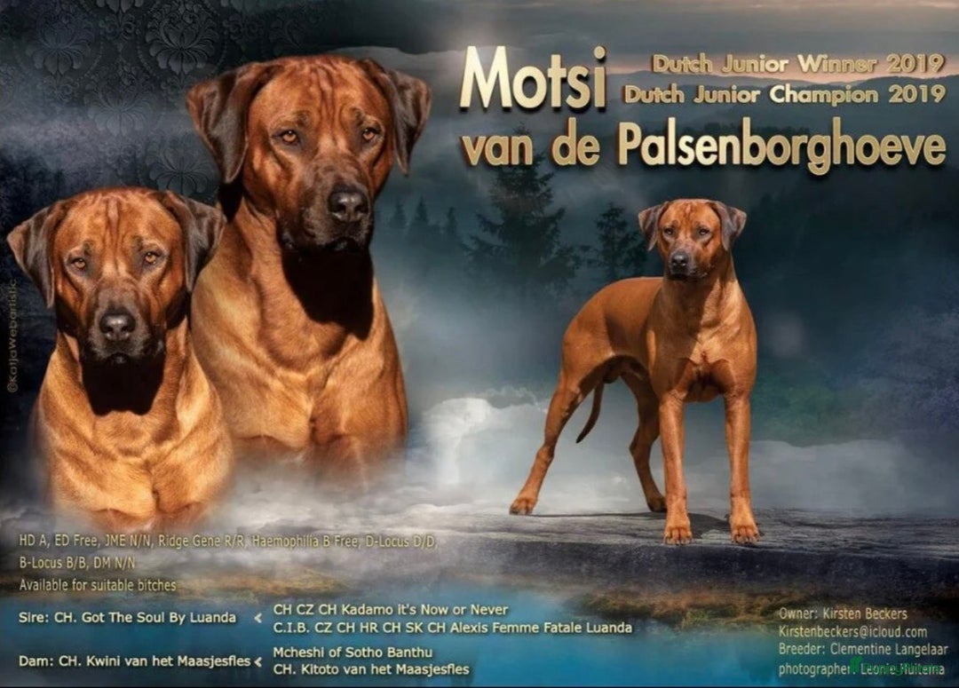Rhodesian Ridgeback honden te koop: Rhodesian Ridgeback pups+stamboom 2reutjes 8weken  in Wierden - Afbeelding 38