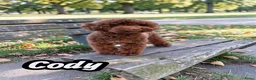Poedel Toy honden ter dekking: choco toy poedel dekreu - Advertentie 1