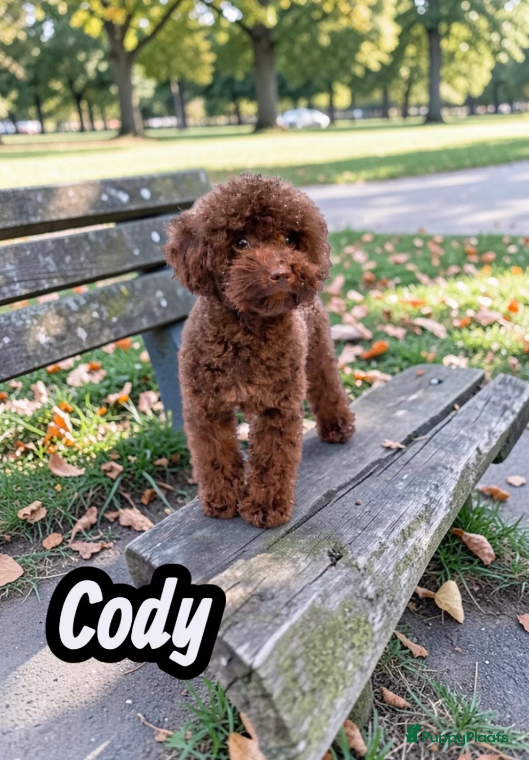 Poedel Toy honden ter dekking: choco toy poedel dekreu - Advertentie 1