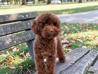 Poedel Toy honden choco toy poedel dekreu - Advertentie 1