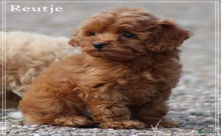 Maltipoo honden - Advertentie 13