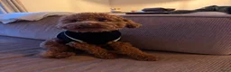 Poedel Toy honden te koop: Lieve rode toypoedel pups zoeken een warm thuis - Advertentie 13