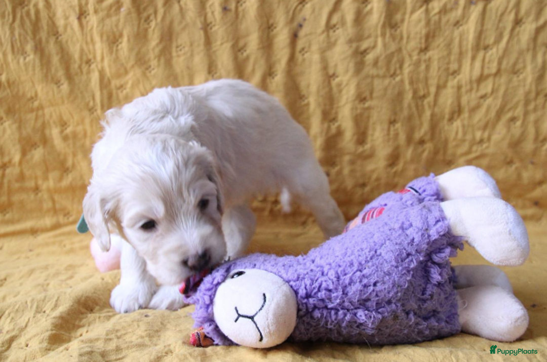 Barbet honden te koop: Barbet pups - Advertentie 22