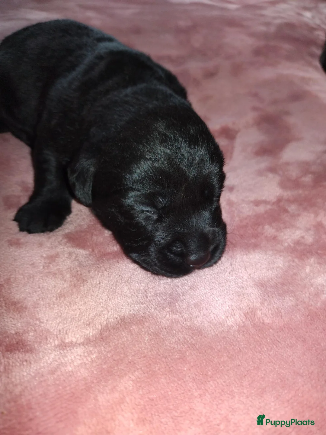 Labrador Retriever honden te koop: labrador pups, 5 teefjes en 3 reutjes beschikbaar. - Advertentie 2