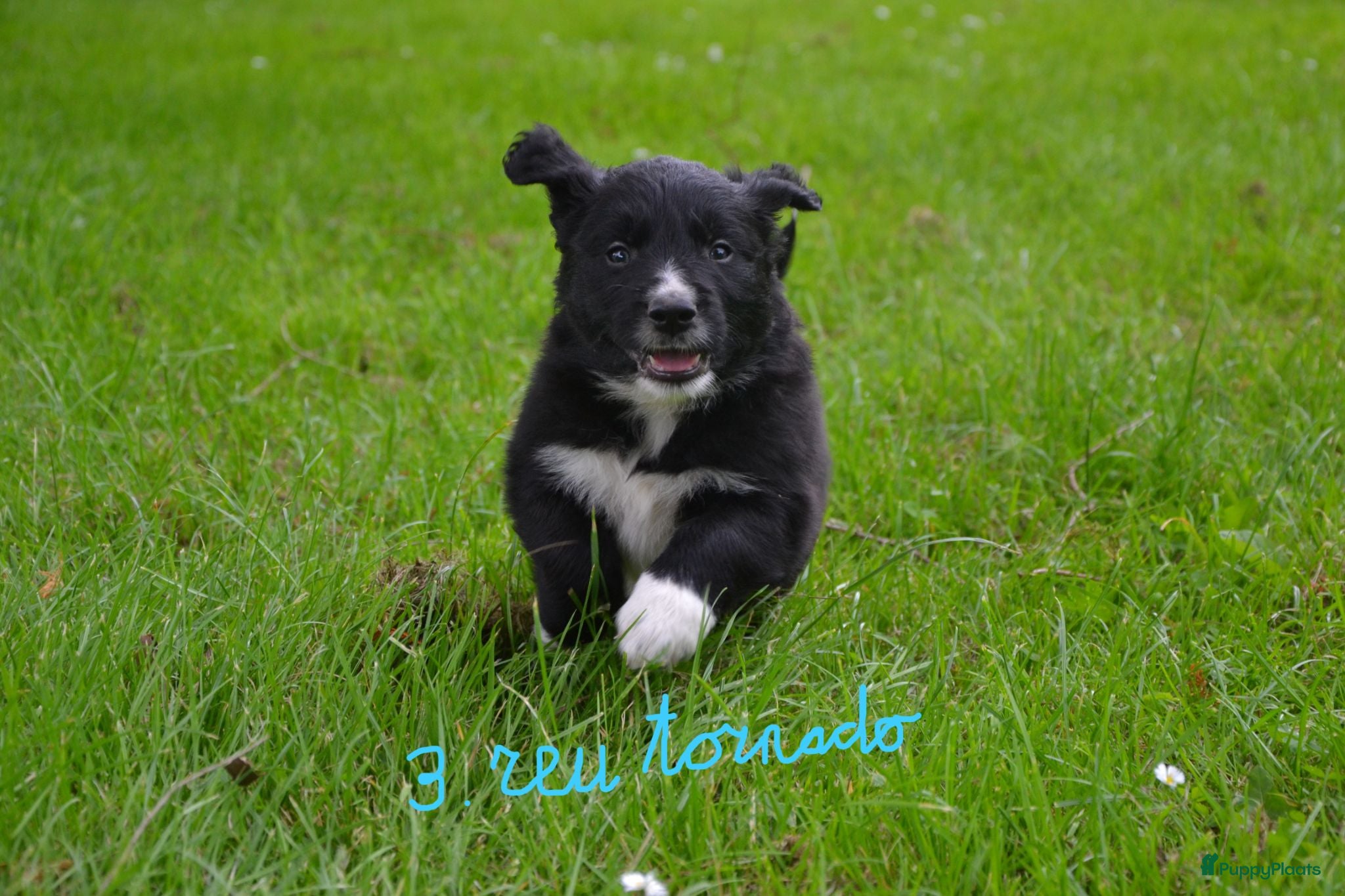 Kruising honden Prachtige puppy's Border-Collie/Golden Retriever - Advertentie 2