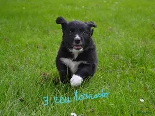 Kruising honden Prachtige puppy's Border-Collie/Golden Retriever - Advertentie 2
