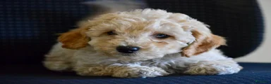Maltipoo Puppy 2