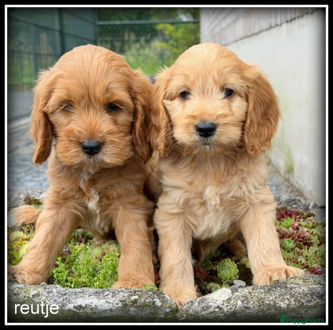 Cockapoo honden te koop: Cockapoo pup teefjes - Advertentie 2