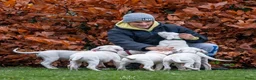 Dogo Argentino honden te koop: Dogo Argentino pups met VHD/FCI-certificering in Klazienaveen - Advertentie 2