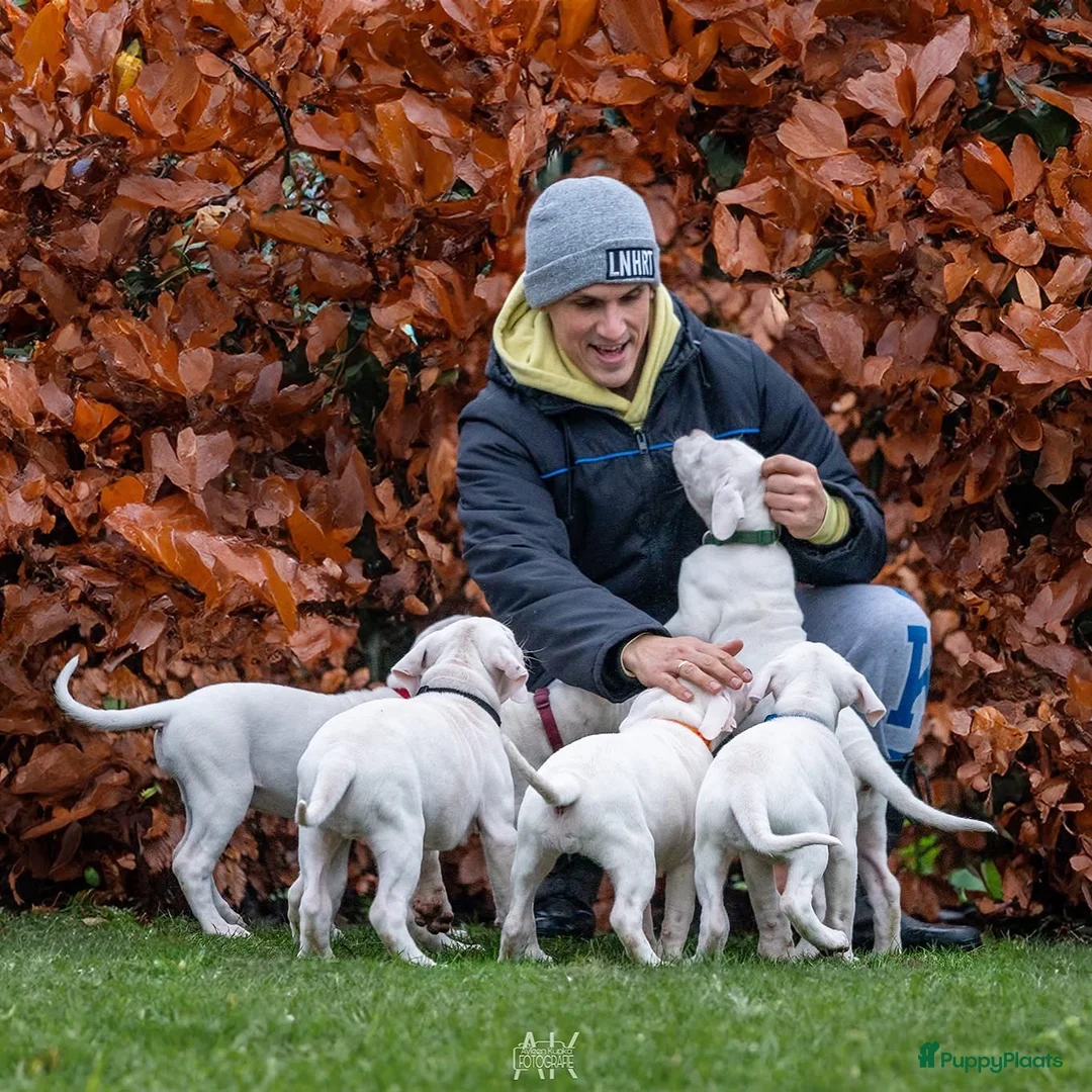 Dogo Argentino honden te koop: Dogo Argentino pups met VHD/FCI-certificering in Klazienaveen - Advertentie 2