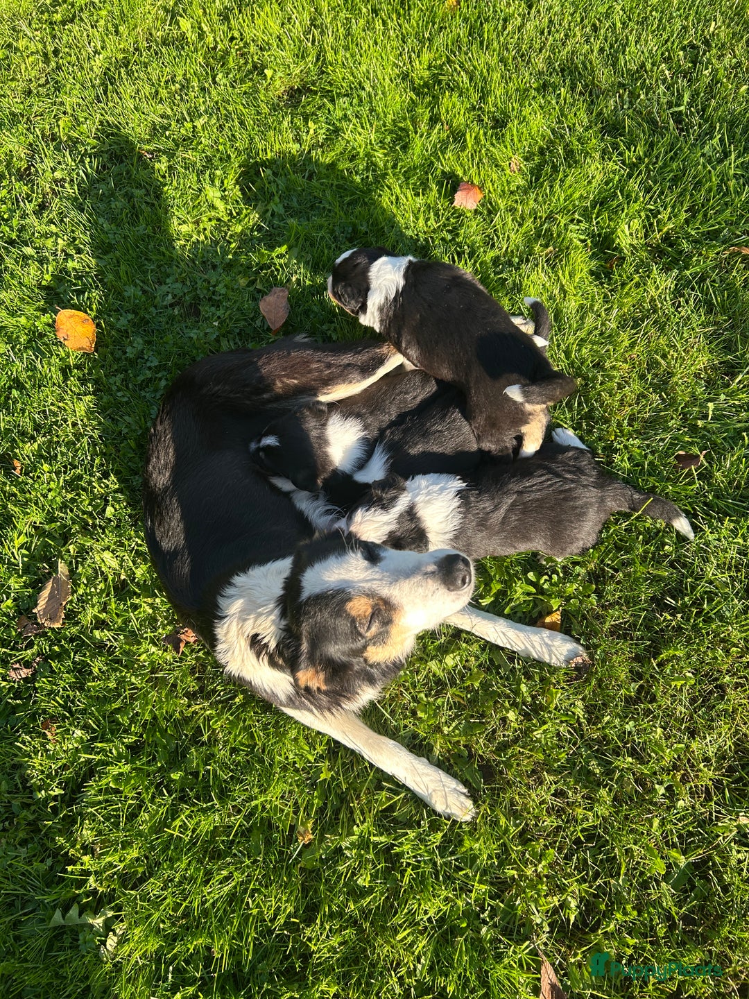 Border Collie honden te koop: Twee mooie bordercollie pups te koop - Advertentie 9