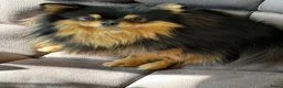 Pomchi honden ter dekking: Black and Tan Pomchi in Oudorp - Advertentie 4