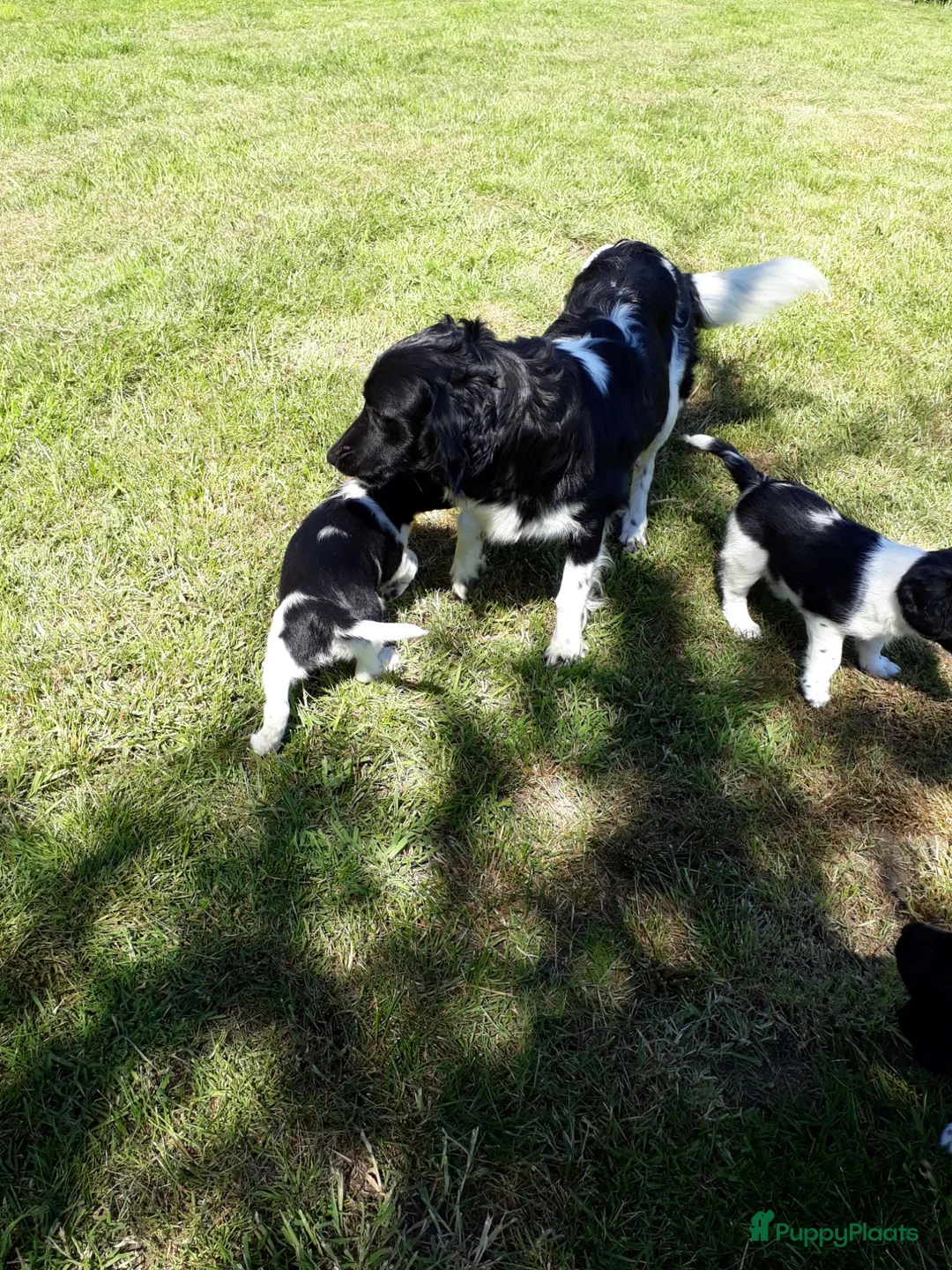 Friese Stabij honden te koop: Mooi getekende Friese Stabij pups(reutjes) - Advertentie 21