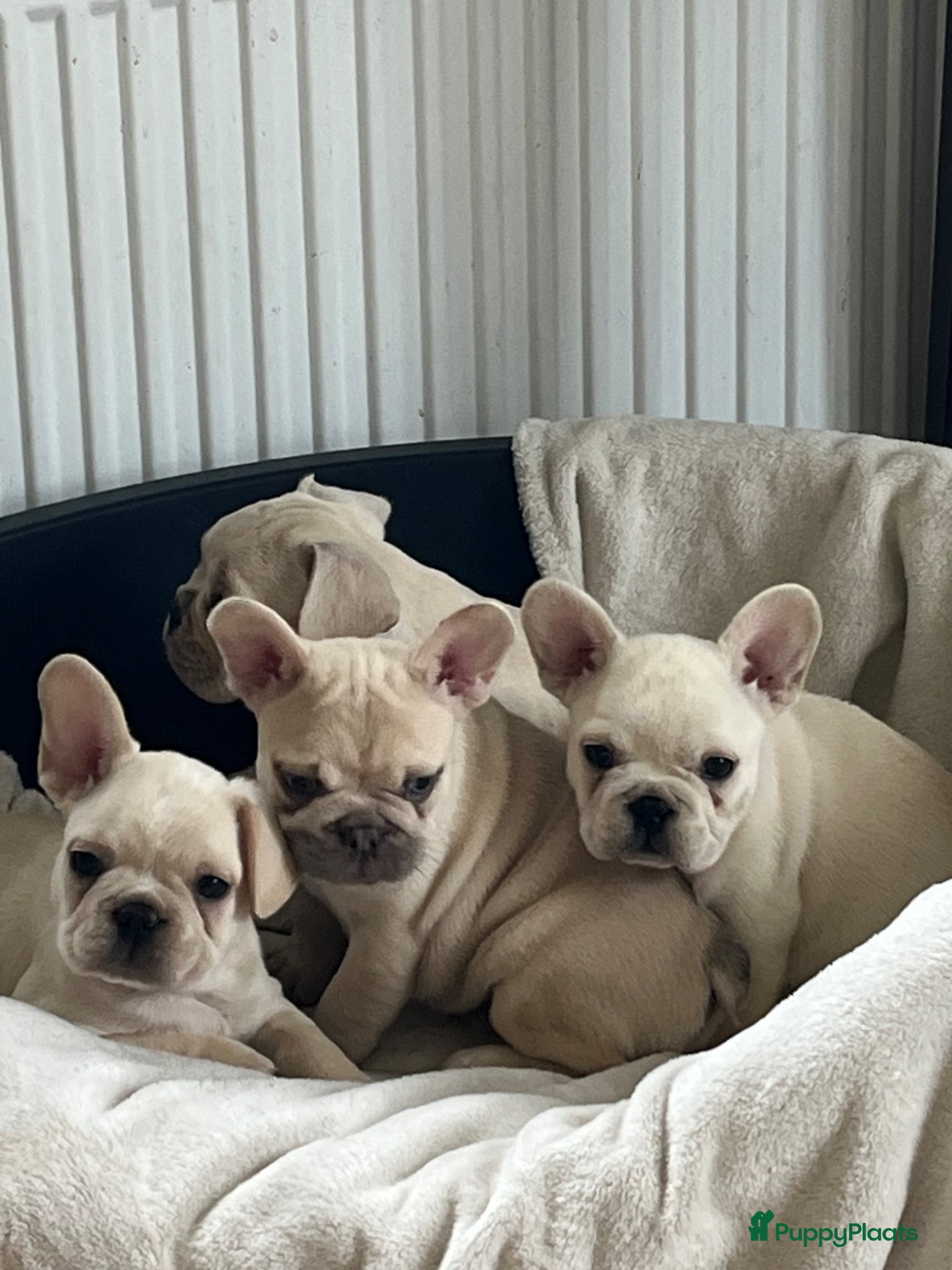 Franse Bulldog honden Franse Bulldog pups België  - Advertentie 3