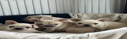 Franse Bulldog honden te koop: Franse Bulldog pups België  - Advertentie 1