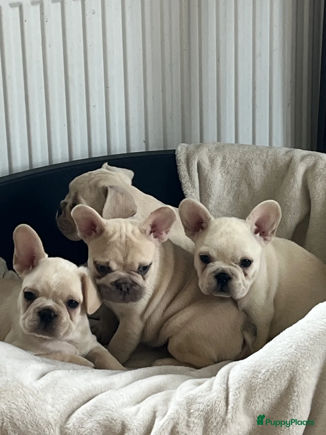 Franse Bulldog honden te koop: Franse Bulldog pups België  - Advertentie 1