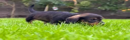 Ruwhaar Teckel honden te koop: Prachtige stamboom ruwhaar dwergteckel pups - Advertentie 6