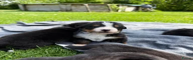 Berner Sennenhond Puppy 5