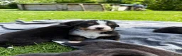 Berner Sennenhond honden te koop: Berner sennen pups met stamboom - Advertentie 13