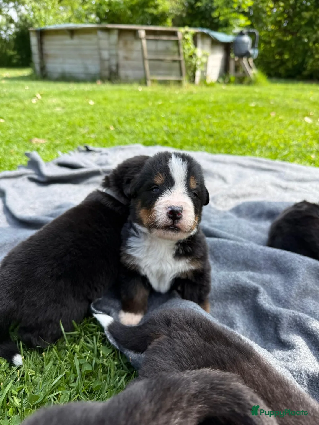 Berner Sennenhond honden te koop: Berner sennen pups met stamboom - Advertentie 13