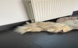 Pomeriaan honden te koop: Volwassen pomeriaan - Afbeelding 8