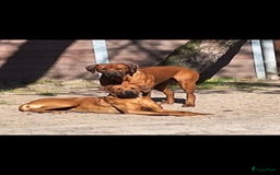 Rhodesian Ridgeback honden te koop: Rhodesian Ridgeback pups in Bentveld - Afbeelding 23