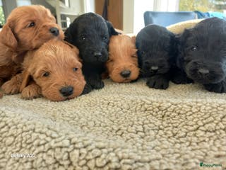 Australian Labradoodle honden Australian labradoodle puppy's - Advertentie 1