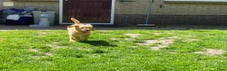 Australian Labradoodle honden te koop: Schitterende labradoodles - Advertentie 8