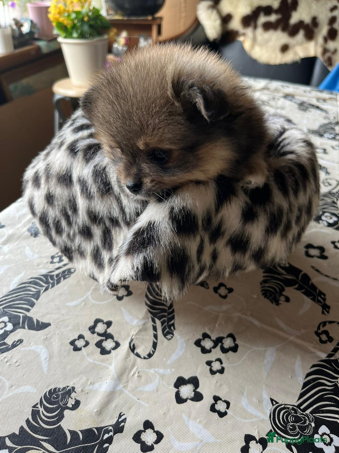 Pomchi honden te koop: Mooie pomchi pups - Afbeelding 10