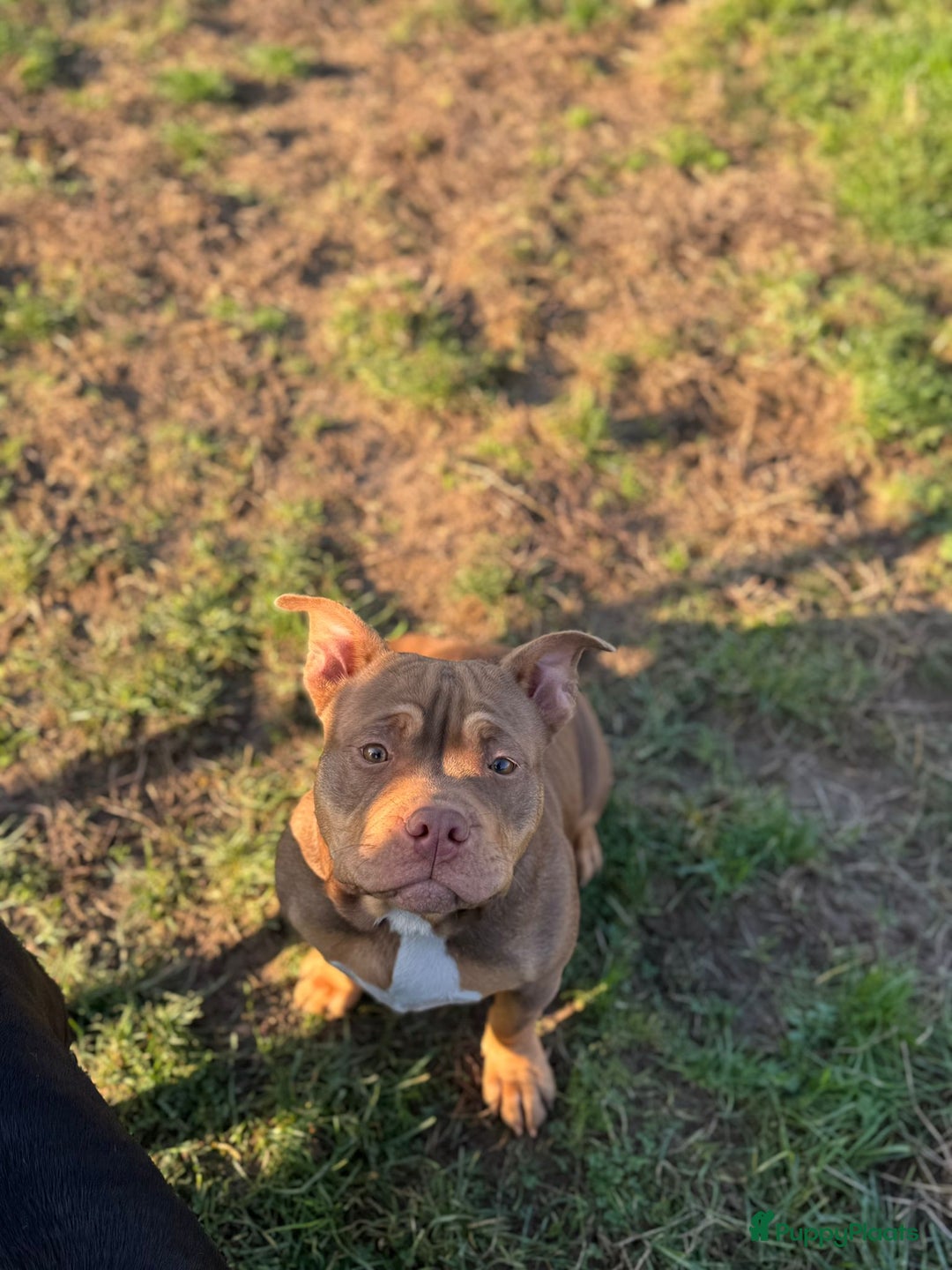 Amerikaanse Bully honden ter adoptie: American pocket bully  - Advertentie 2