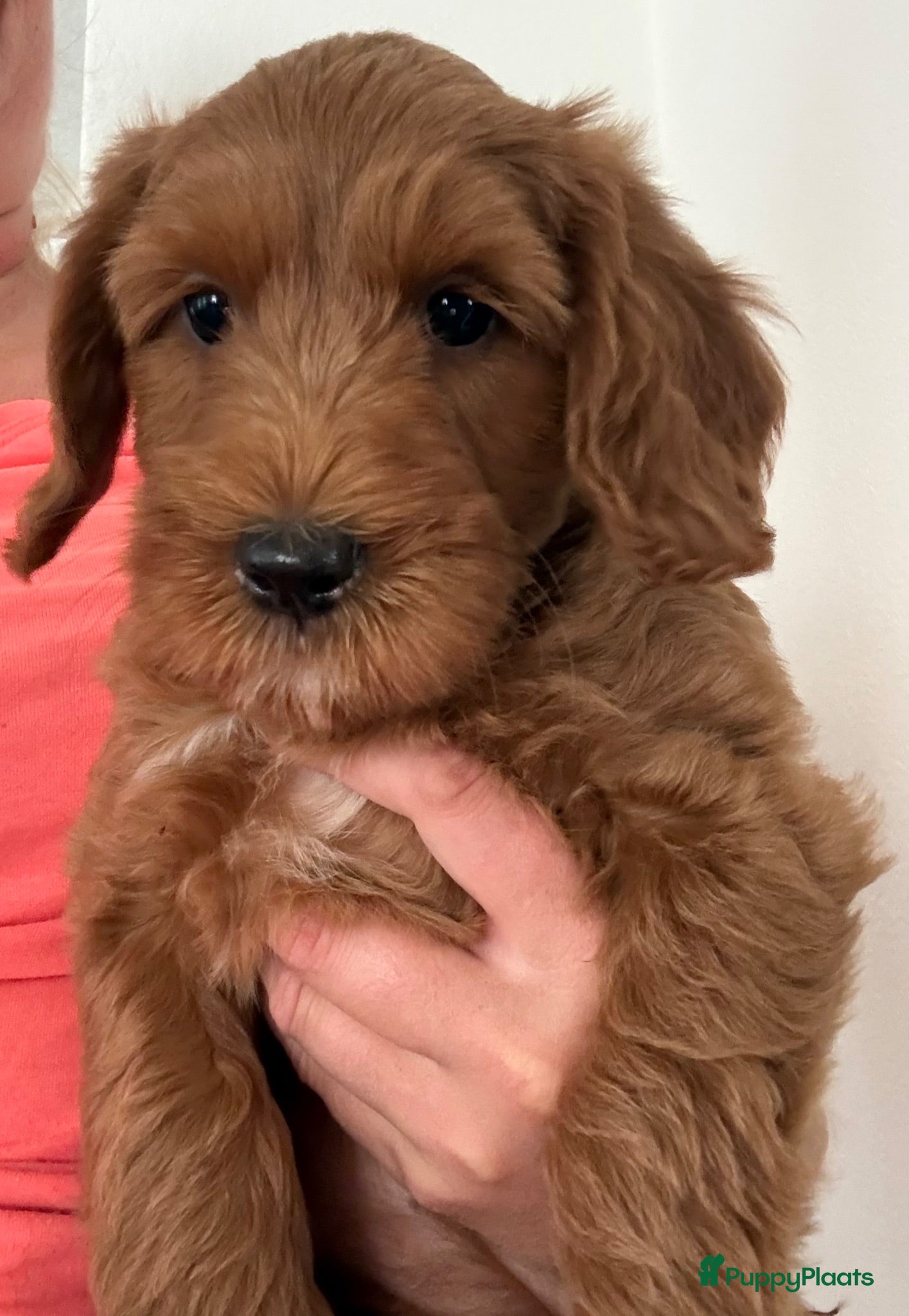 Australian Labradoodle honden Australian Labradoodle pups van geteste ouders - Advertentie 3
