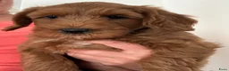 Australian Labradoodle honden te koop: Australian Labradoodle pups van geteste ouders - Advertentie 1
