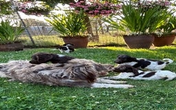 Heidewachtel honden te koop: Prachtige HeideDoodle pups in Mierlo - Afbeelding 10