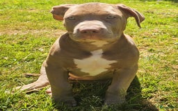Amerikaanse Bully honden te koop: American bully XL pups in Zaandijk - Afbeelding 4