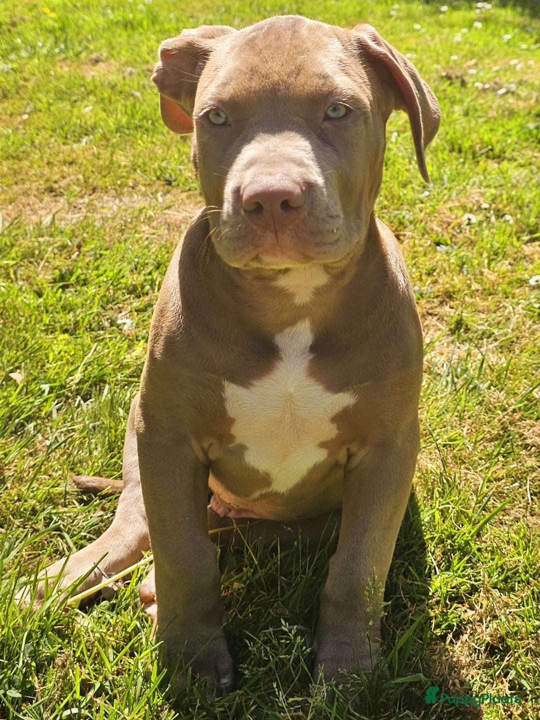 Amerikaanse Bully honden te koop: American bully XL pups in Zaandijk - Afbeelding 4