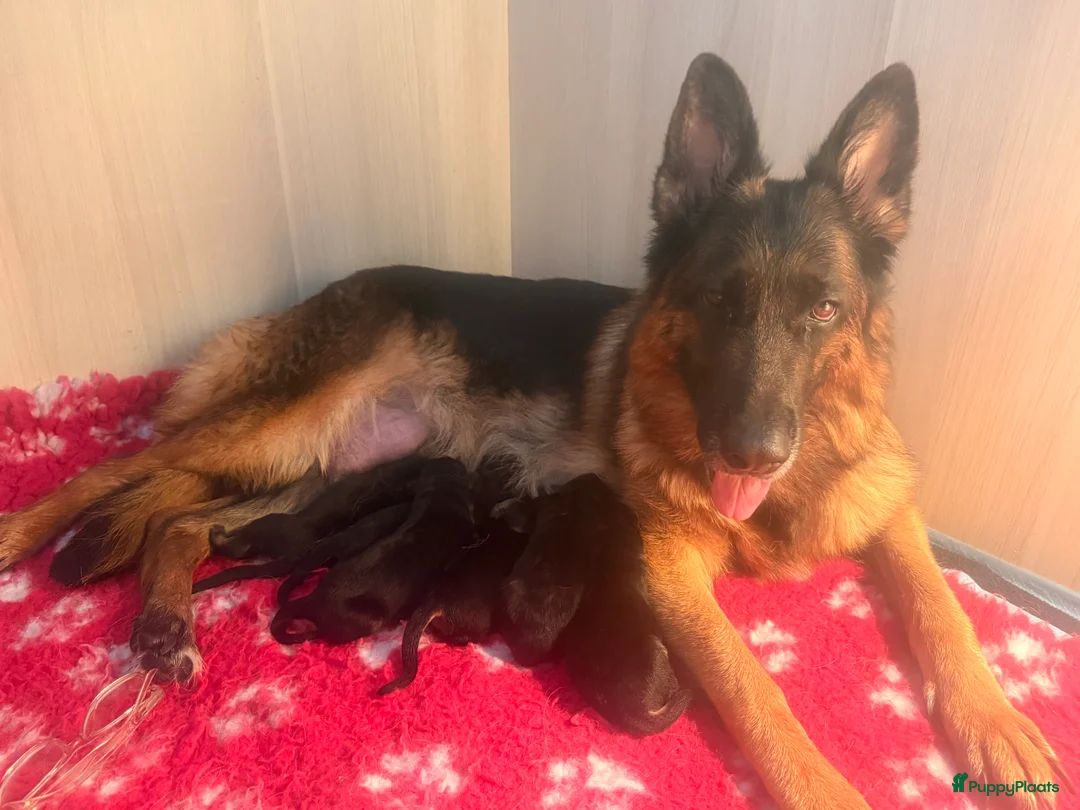 Duitse Herder honden te koop: Duitse Herder pups uit keurfok in Gouda - Advertentie 2