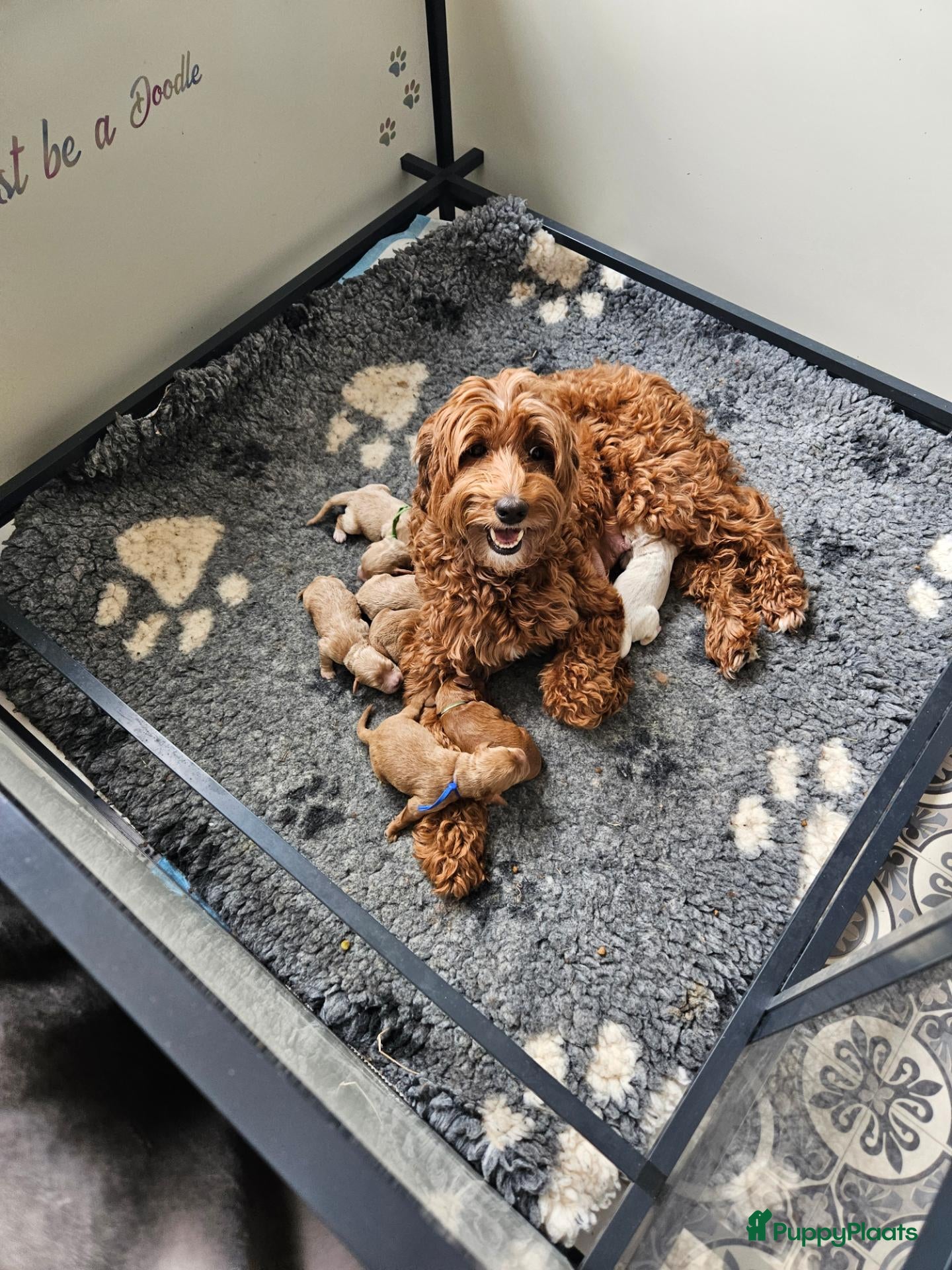 Australian Labradoodle honden Australian Labradoodle pups met Wala stamboom  - Advertentie 2