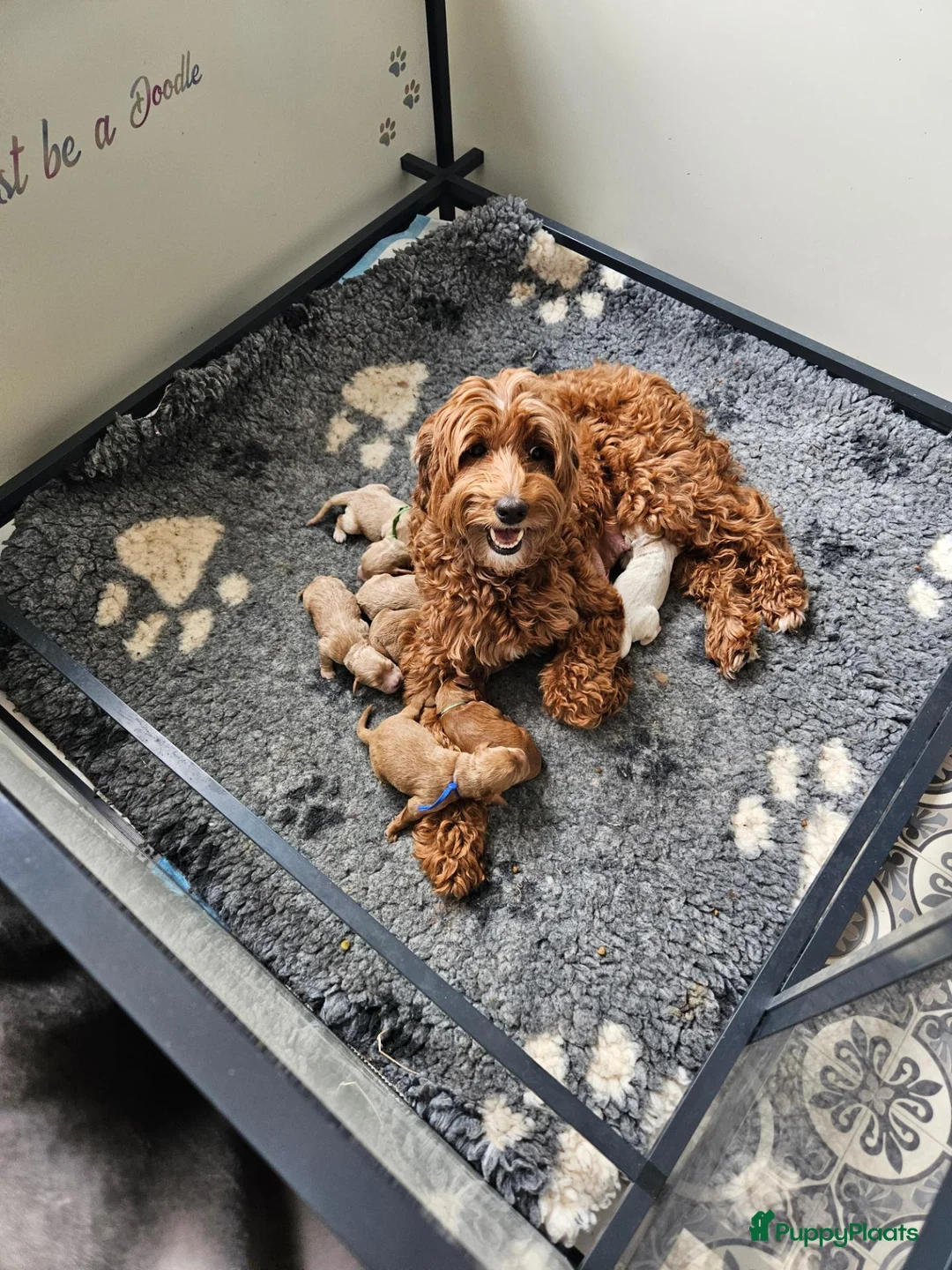 Australian Labradoodle honden te koop: Australian Labradoodle pups met Wala stamboom  - Advertentie 1