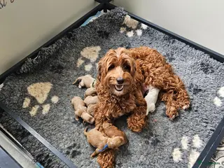 Australian Labradoodle honden Australian Labradoodle pups met Wala stamboom - Advertentie 2