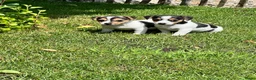 Jack Russel Terriër honden te koop: Jack Russell pups - Advertentie 3