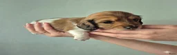 Teckel (langhaar) honden te koop: Dwergteckel laanghaar pups - Advertentie 19